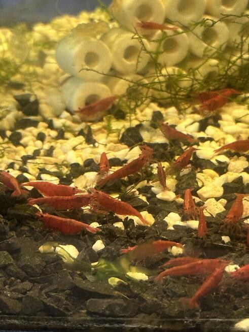 Krewetki neocaridina Red Cherry