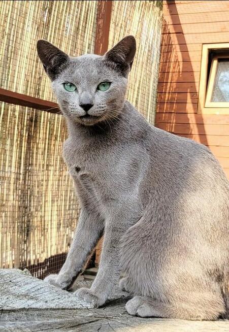 Kocięta rosyjskie niebieskie