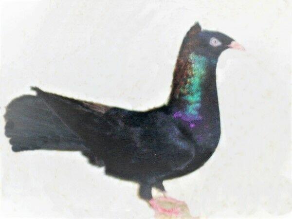 Gołębie, gdańskie wysokolotne, białe, czarne, mazery i srok.