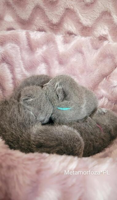 Kocięta rosyjskie niebieskie