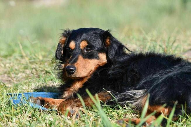 Fifi szuka domu, pies, mały