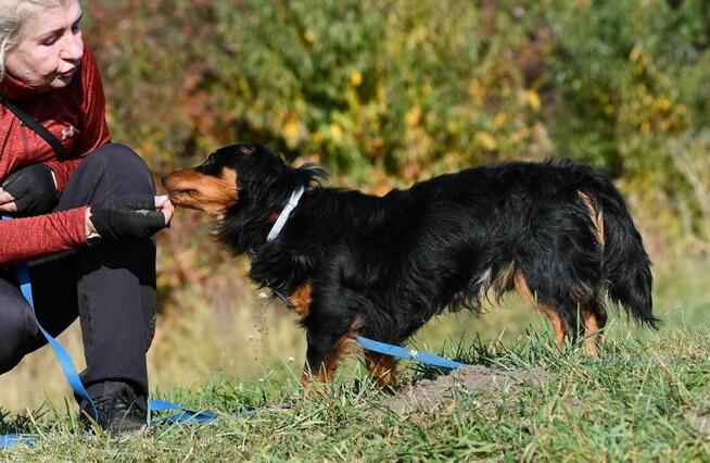 Fifi szuka domu, pies, mały