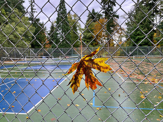 Siatka ogrodzeniowa I Ocynk+PCV 2/3.1mm 1.5m-13 zł