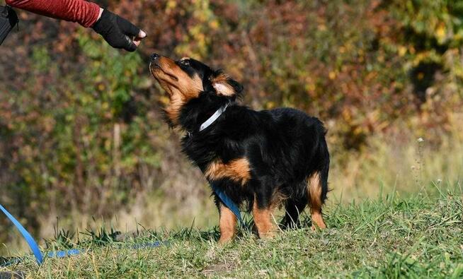 Fifi szuka domu, pies, mały