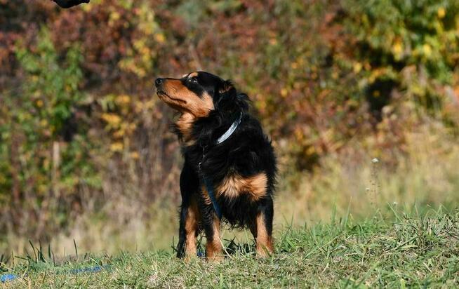 Fifi szuka domu, pies, mały