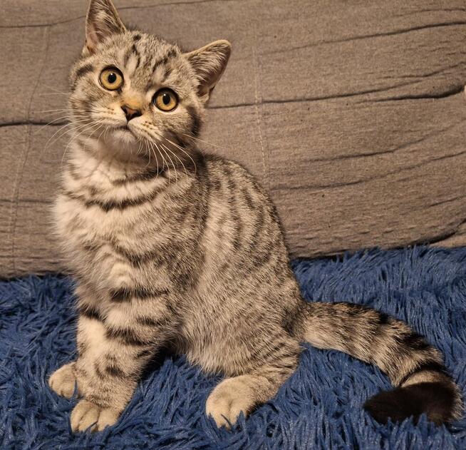 Koty brytyjskie, whiskas