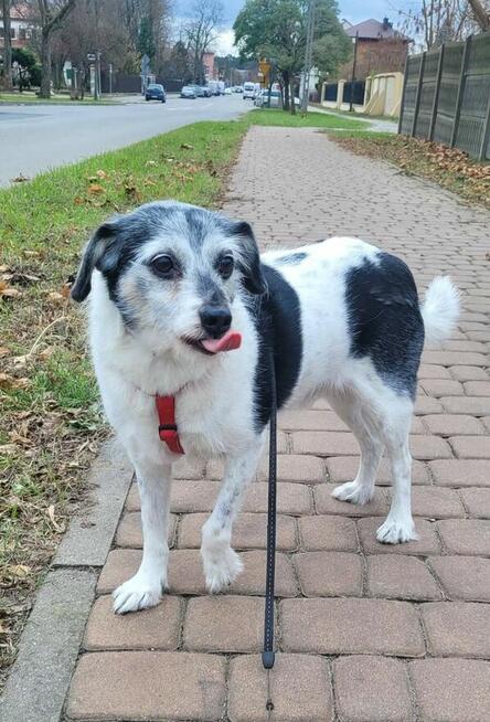 Grzeczny nie wymagający staruszek Pilnie szuka dt