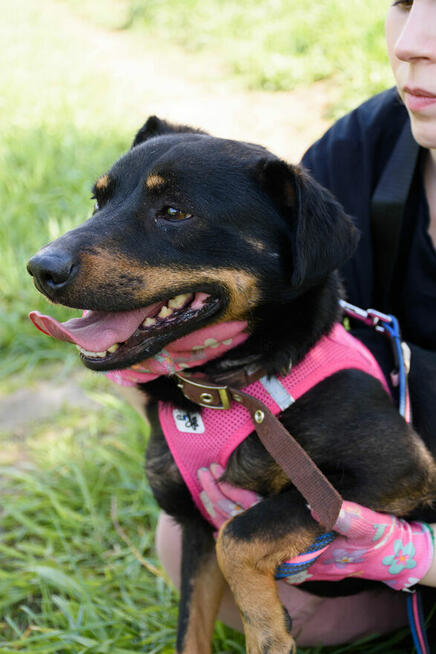 Tobi to 1,5 r.piesek w typ.pinczera czeka na Ciebie