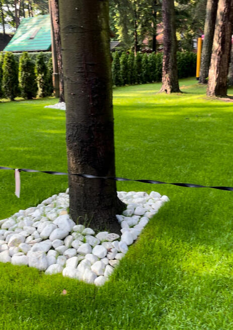 Trawa w rolce PREMIUM TRAWNIK POLSKI