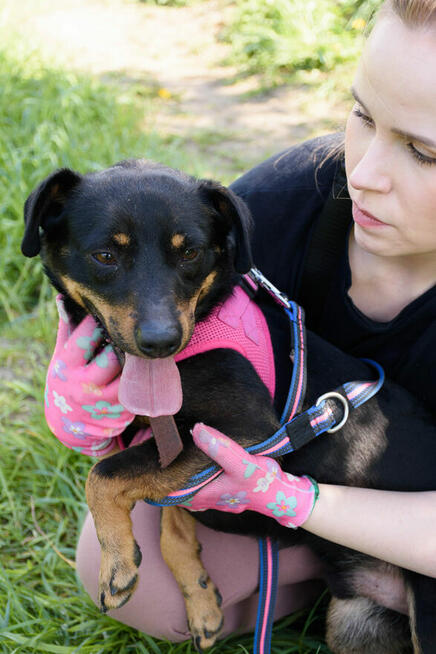 Tobi to 1,5 r.piesek w typ.pinczera czeka na Ciebie