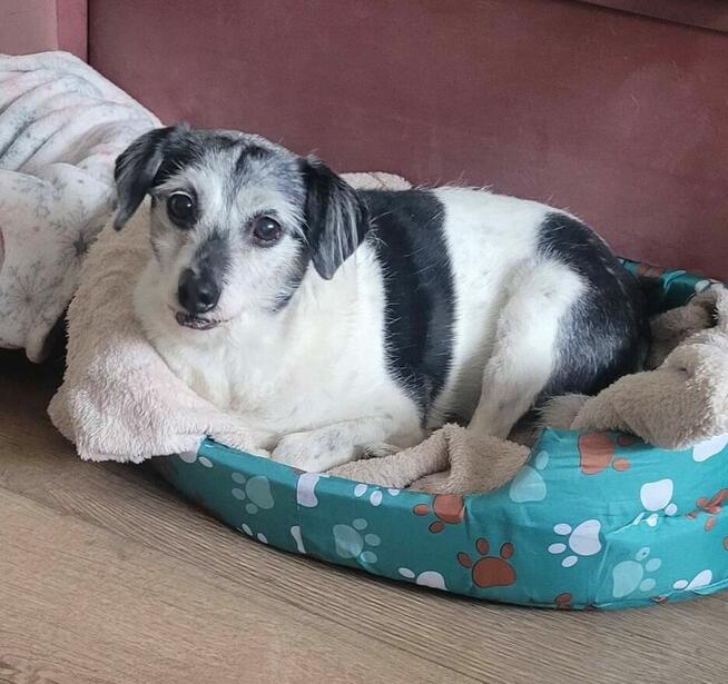 Grzeczny nie wymagający staruszek Pilnie szuka dt