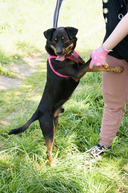 Tobi to 1,5 r.piesek w typ.pinczera czeka na Ciebie