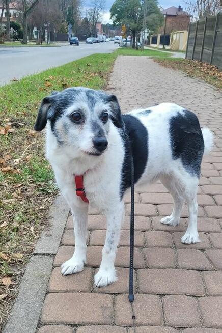 Starszy spokojny psiak szuka PILNIE domu tymczasowego