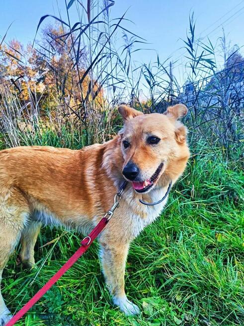 Ułożony psiak uwielbiajacy spacery szuka spokojnego domu