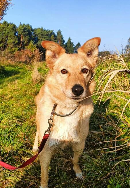 Ułożony psiak uwielbiajacy spacery szuka spokojnego domu