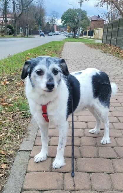 Grzeczny nie wymagający staruszek Pilnie szuka dt