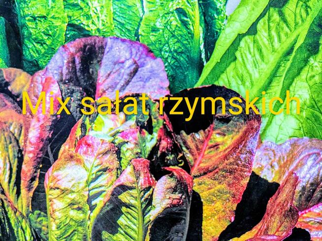 Arbuz Siberian słodki nasiona