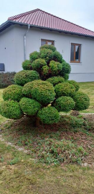 Serwis ogrod i brukarski