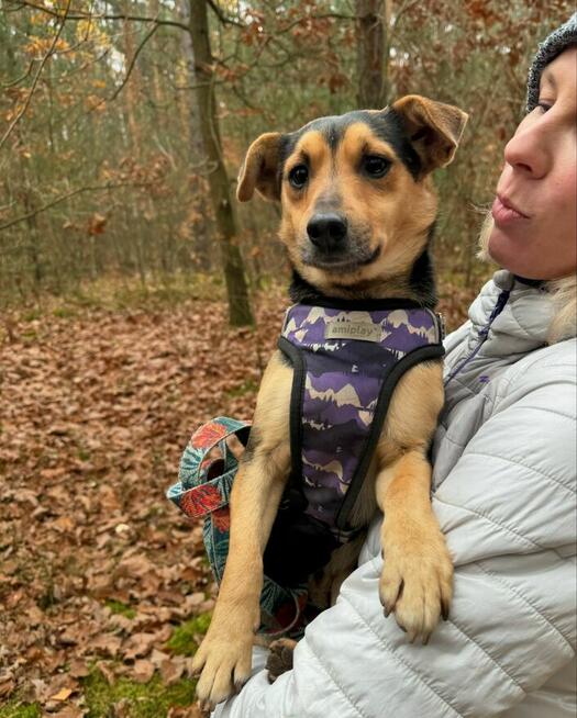 Filutek - malutki, grzeczny słodziak szuka domu!