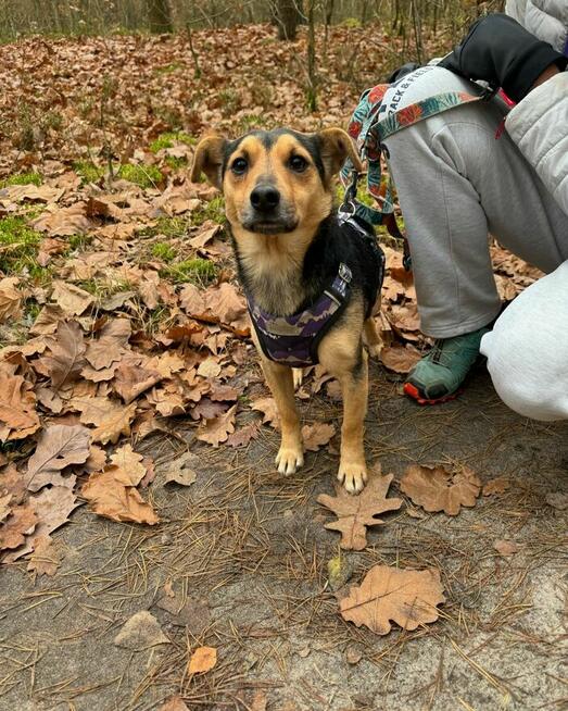 Filutek - malutki, grzeczny słodziak szuka domu!