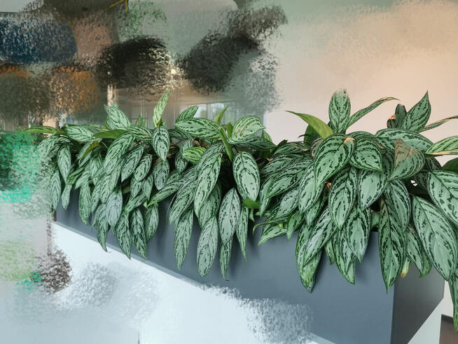 Ogrodnik roślin doniczkowych / Pogotowie roślinne