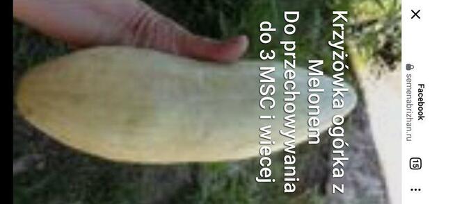 Arbuz Siberian słodki nasiona