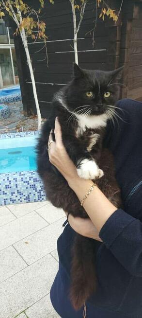 Dom dla tej pięknej kici, czy uratujemy do przed zimą Szczec