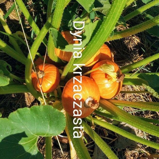 Arbuz Siberian słodki nasiona