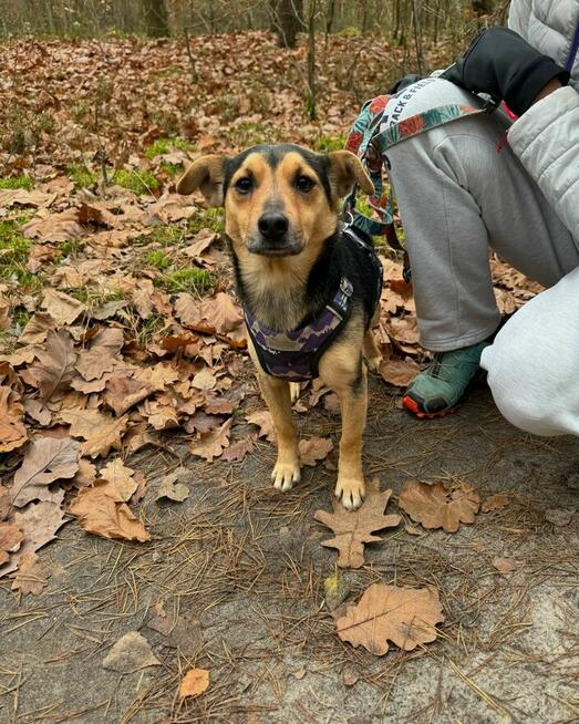 Filutek - malutki, grzeczny słodziak szuka domu!