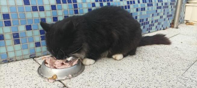 Dom dla tej pięknej kici, czy uratujemy do przed zimą Szczec