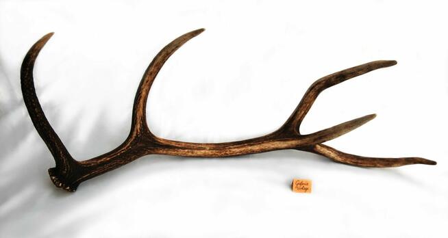 Poroże jelenia szlachetnego, zrzut, 67 cm, skandynawski styl