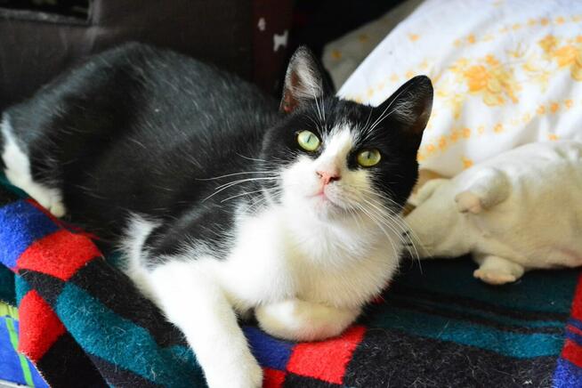 Gryfek ok 1,5 r. wyjatkowy kocurek czeka na adopcję KoTylion