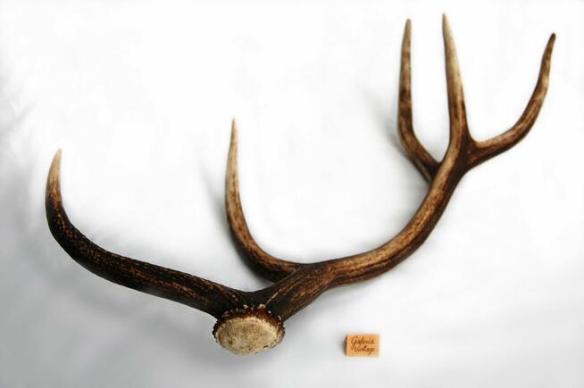 Poroże jelenia szlachetnego, zrzut, 67 cm, skandynawski styl
