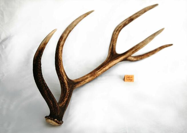 Poroże jelenia szlachetnego, zrzut, 67 cm, skandynawski styl