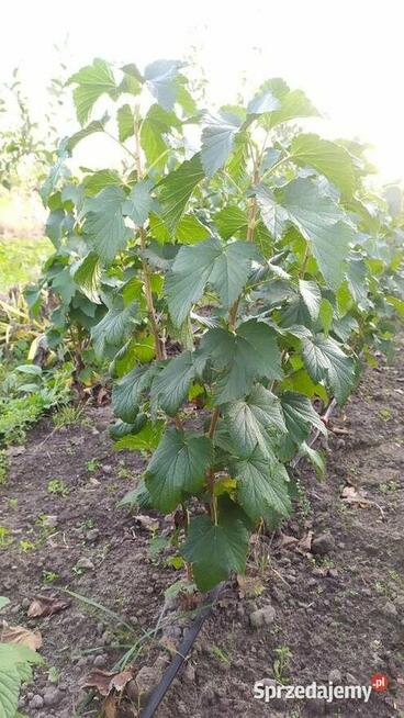 Piękne Krzaki Porzeczki Czarnej – Bardzo Owocna i Smaczna