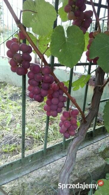 Piękne Sadzonki Winorośli Odmiana Swedson Red