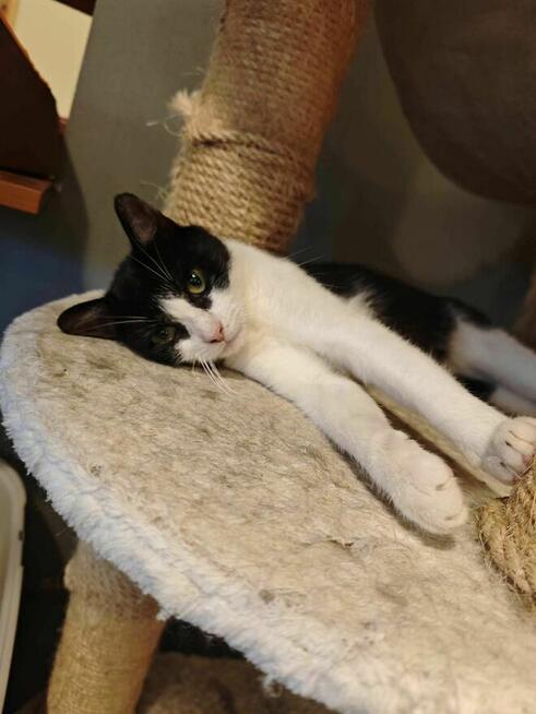 Gryfek ok 1,5 r. wyjatkowy kocurek czeka na adopcję KoTylion