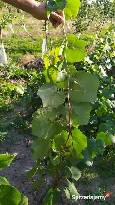 Piękne Sadzonki Winorośli Odmiana Swedson Red