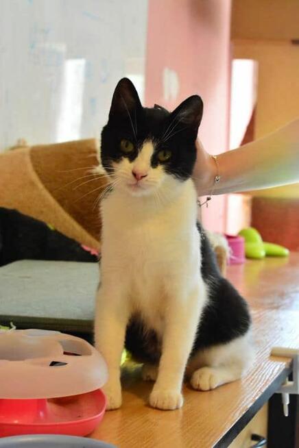 Gryfek ok 1,5 r. wyjatkowy kocurek czeka na adopcję KoTylion