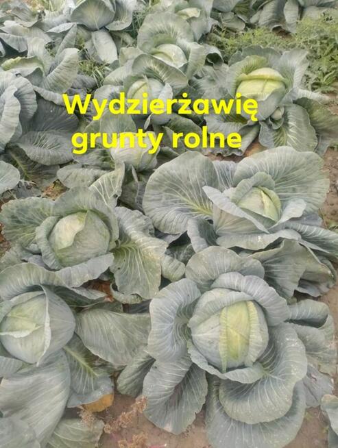 Wezmę w dzierżawę grunty rolne