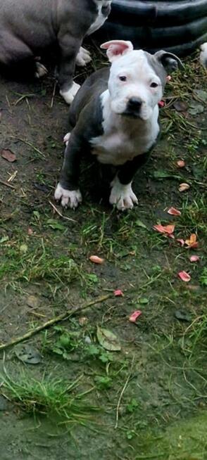 Amstaff