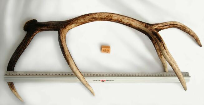 Poroże jelenia szlachetnego, zrzut, 67 cm, skandynawski styl