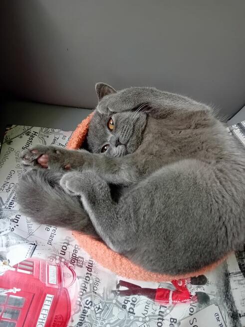 Sprzedam kotkę brytyjczyk