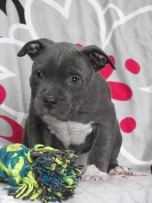 American Staffordshire Terrier Blue Amstaff Szczeniak