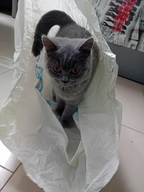 Sprzedam kotkę brytyjczyk