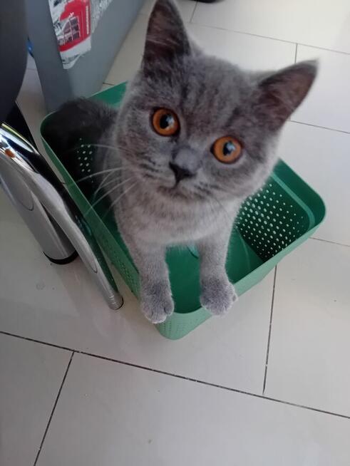 Sprzedam kotkę brytyjczyk