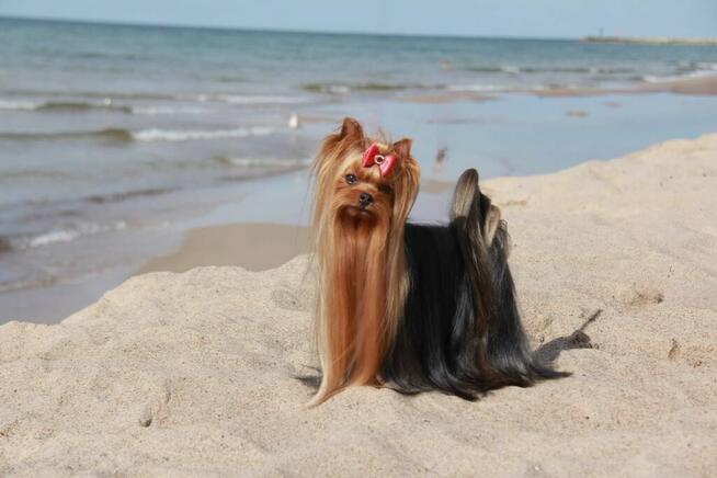 Yorkshire terrier.