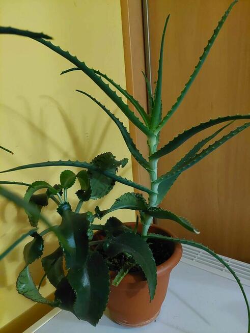 rośliny lecznicze do domu