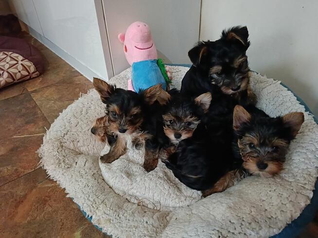 Yorki Terriery i Yorki Biwerki