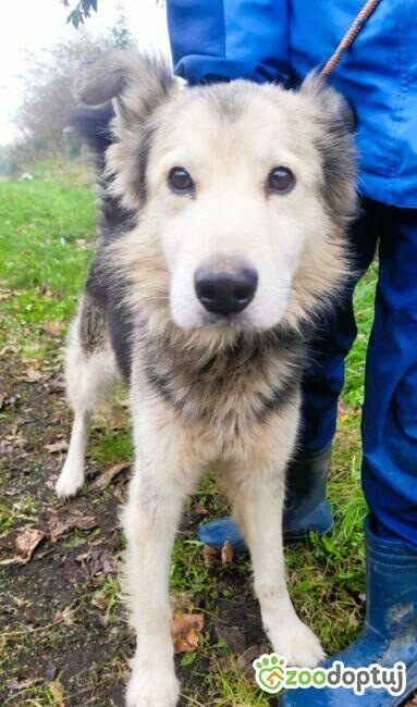 FOREST - piękny i kochany mix husky szuka domu